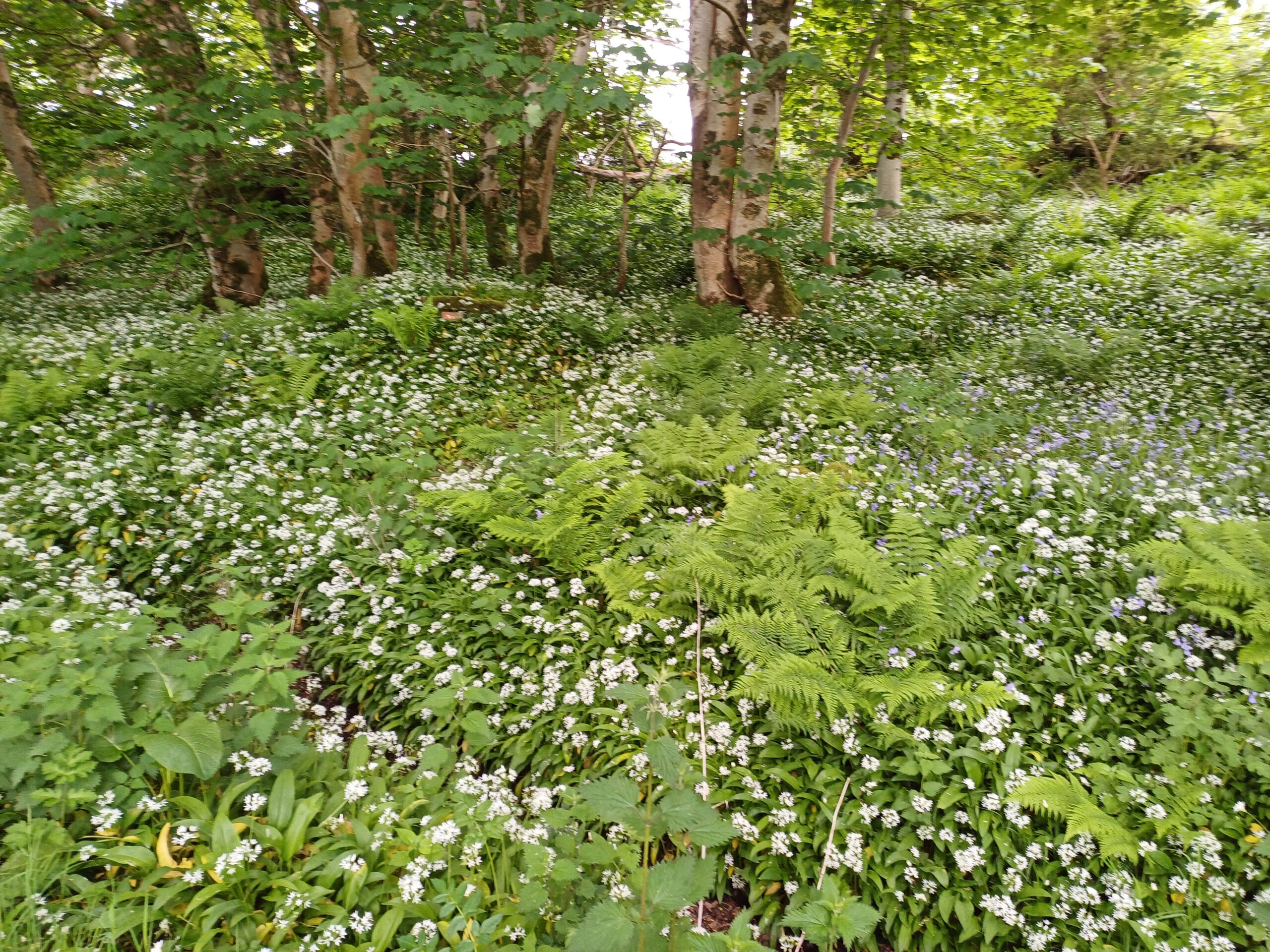 Full Moon Lunar Eclipse in Virgo